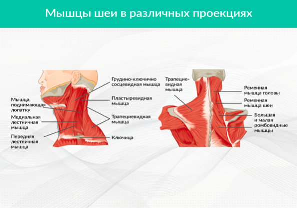 Воротниковая Зона Это Где Фото
